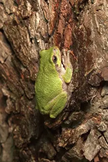 Versicolor: Cope's Gray Treefrog