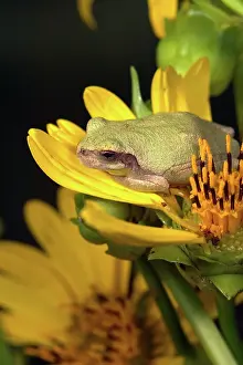 Versicolor: Cope's Gray Treefrog