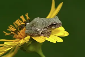 Versicolor: Cope's Gray Treefrog