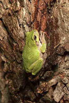 Versicolor: Cope's Gray Treefrog