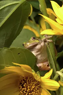 Versicolor: Cope's Gray Treefrog