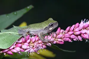 Versicolor: Cope's Gray Treefrog