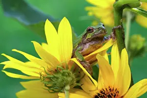 Versicolor: Cope's Gray Treefrog