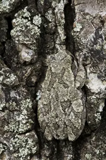 Cryptic: Cope's Gray Treefrog