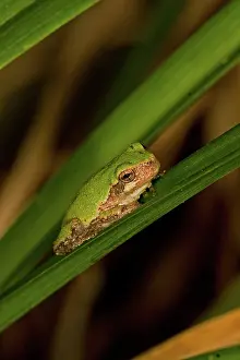 Hyla: Cope's Gray Treefrog