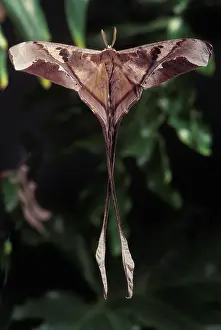 Saturniid: Copiopteryx semiramis moth