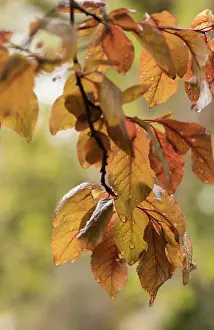 Copper: Copper beech, Fagus sylvatica purpurea, Yellow subject