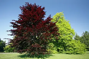 Purpureum: Copper Beech Tree - in park - springtime