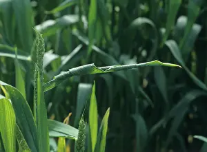 Trace: Copper deficiency in wheat
