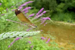 Calopteryx: Copper Demoiselle Dragonfly - female in habitat