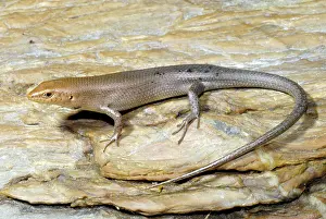 Scincidae: Copper-head Four-fingered Skink