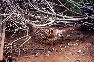 Syrmaticus: Copper PHEASANT