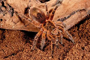 Burst: Copper Pink Burst Tarantula, Paraphysa scrofa