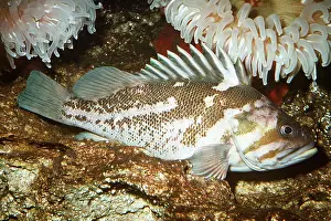 Showing: COPPER ROCKFISH - whole body, showing lateral line
