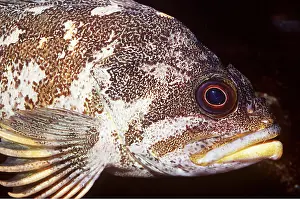 Ken Lucas: COPPER ROCKFISH - C/U HEAD