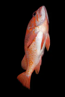 Rockfish: Copper Rockfish - swimming up towards the surface