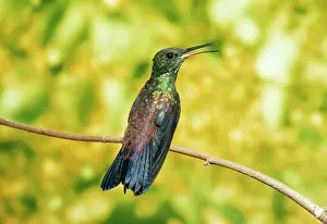 Gillean White: Copper-rumped Hummingbird