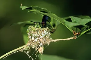 Copper: Copper-rumped Hummingbird (Amazilia tobaci) in nest
