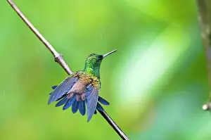 Raindrop: Copper-rumped Hummingbird - on branch wings out