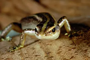 Scincidae: Copper-striped Skink (Emoia cyanura)
