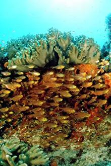 Sweeper: Copper Sweeper Fish - by coral
