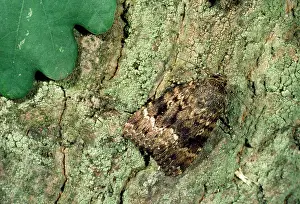 Jack Bailey: Copper Underwing moth