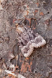 Underwing: Copper Underwing - at rest on dead wood