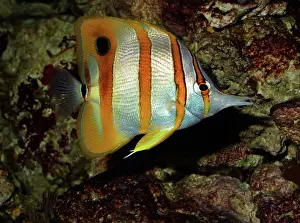 Butterflyfish: Copperband (Long-nosed) Butterflyfish; coral reefs