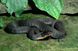 Harmless: Copperbelly Water Snake