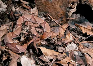 Oklahoma: Copperhead