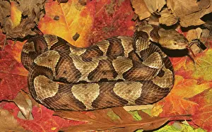 Moccasin: Copperhead