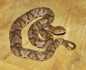 Moccasin: Copperhead