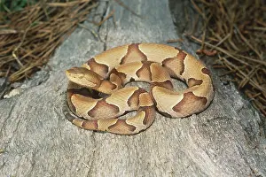 Copperhead: Copperhead (Agkistrodon contortrix)