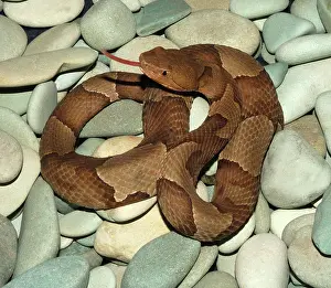 Oklahoma: Copperhead (Agkistrodon contortrix)