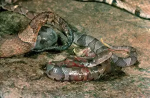 Giving: Copperhead Giving Birth
