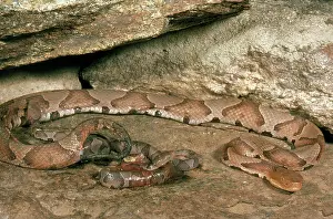 Giving: Copperhead Giving Birth