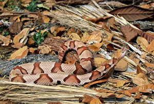 Copperhead: Copperhead SNAKE
