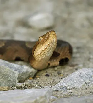 Copperhead: Copperhead Snake