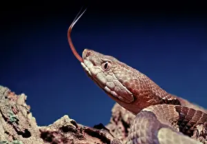 Copperhead: Copperhead Snake