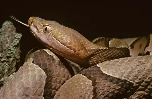 Copperhead: Copperhead Snake
