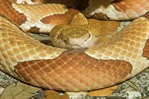 Moccasin: Copperhead Snake