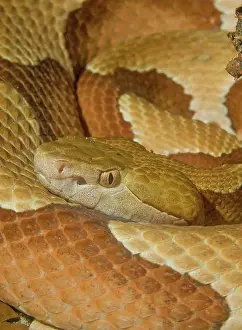 Moccasin: Copperhead Snake