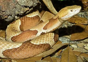 Moccasin: Copperhead Snake