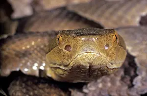 Deadly: Copperhead Snake