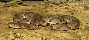 Copperhead: Copperhead Snake