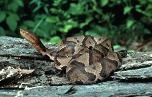 Vipers: Copperhead Snake