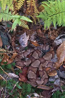 Vipers: Copperhead Snake