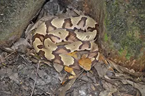 Francis: Copperhead Snake