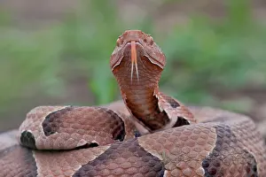 Copperhead: Copperhead Snake