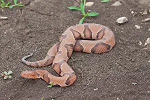 Slithering: Copperhead Snake